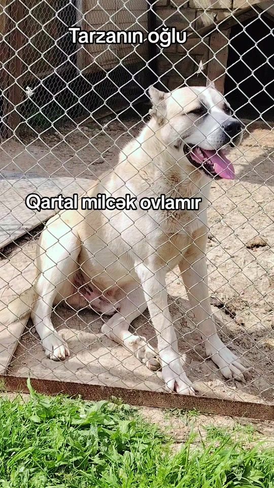 TikTok video thumbnail by 85_ugur_085