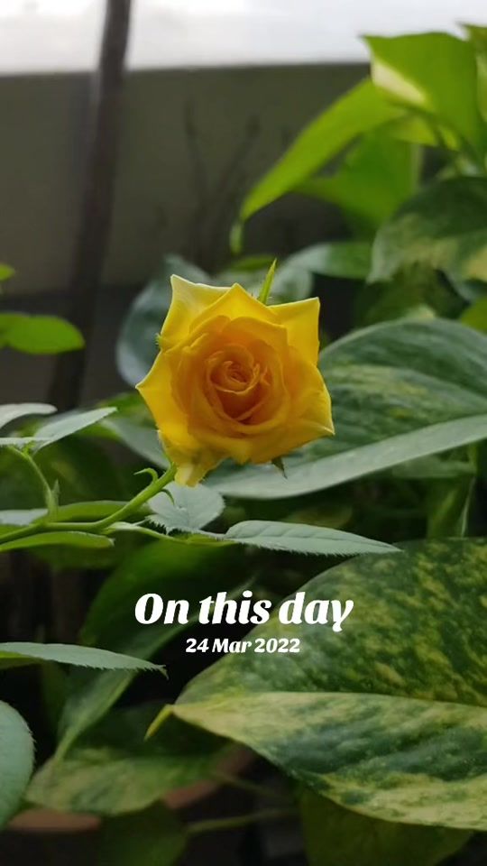 TikTok video thumbnail by priya0778
