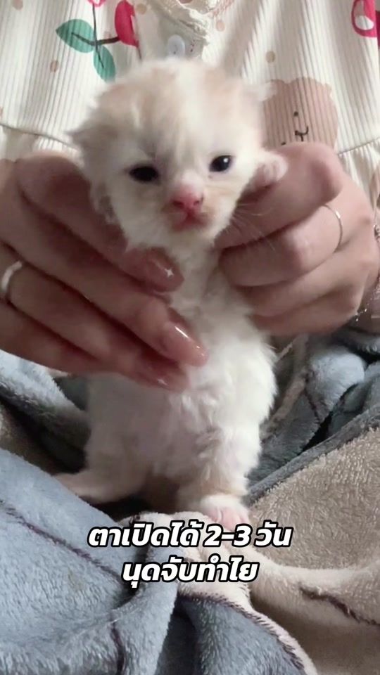 TikTok video thumbnail by mootoohouse