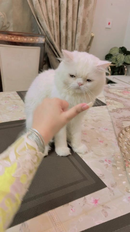 TikTok video thumbnail by mishikhxn