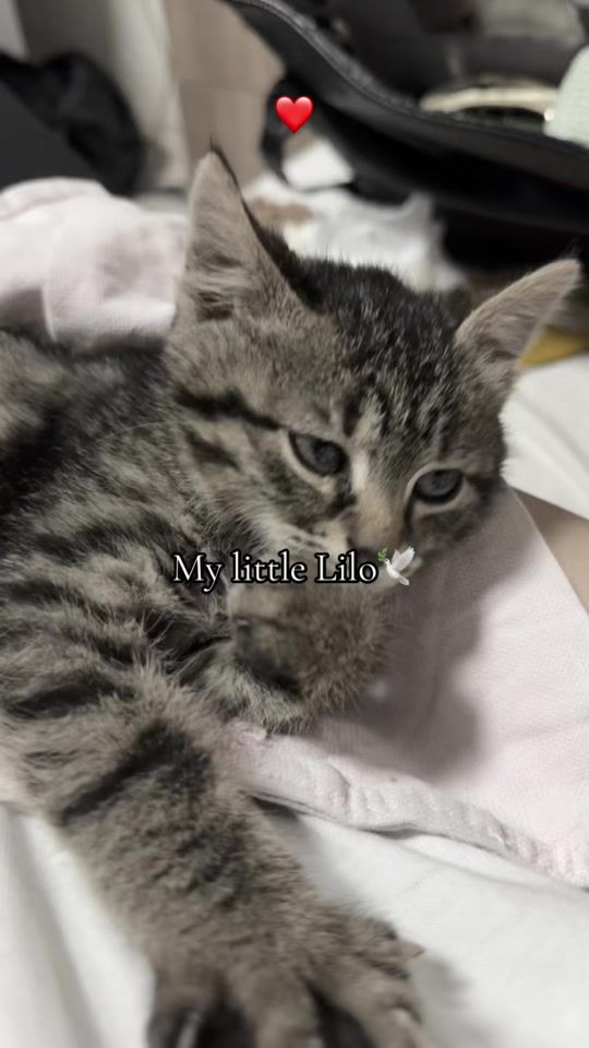 TikTok video thumbnail by annoel29
