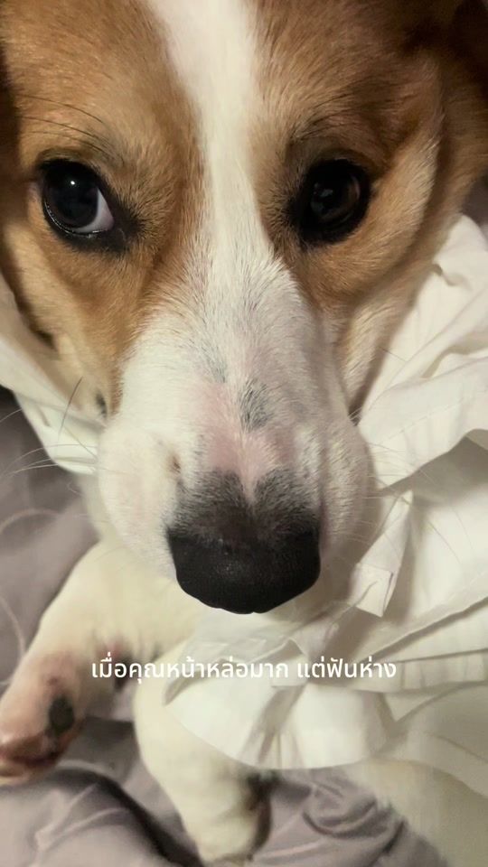 TikTok video thumbnail by munchkinpembroke