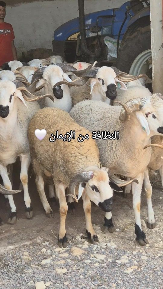 TikTok video thumbnail by imad.abdouh