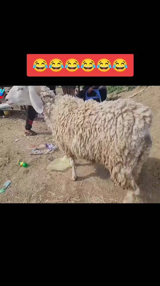TikTok video thumbnail by moh_napoli123