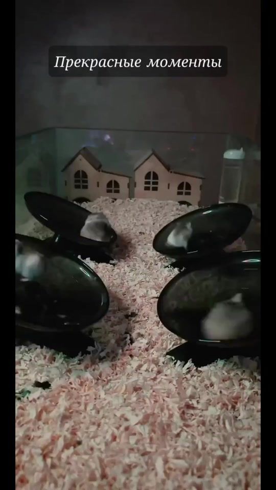 TikTok video thumbnail by hamsterhouse.farhad
