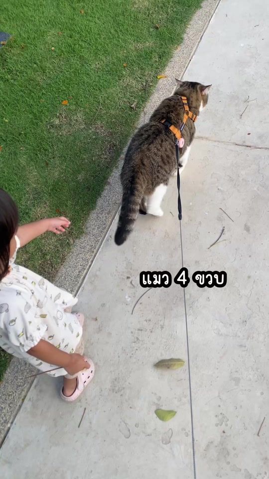 TikTok video thumbnail by taotaomeow