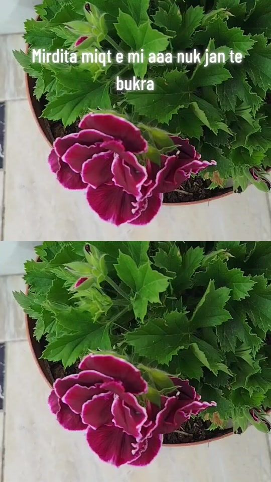 TikTok video thumbnail by eliflowers.al