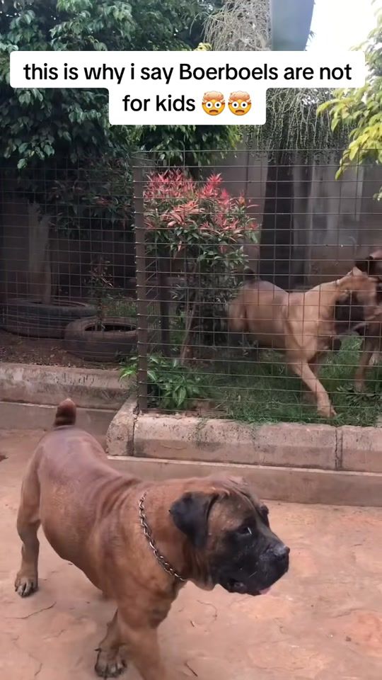 TikTok video thumbnail by kush.kennel.club