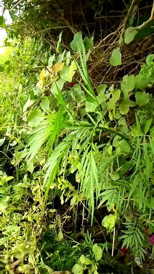 TikTok video thumbnail by ndichuu254