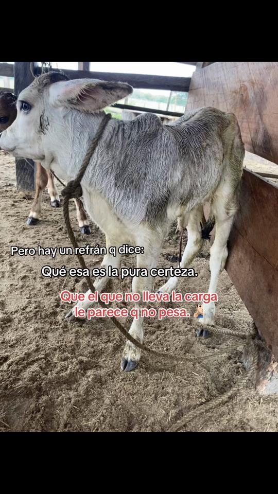TikTok video thumbnail by jose_andres204