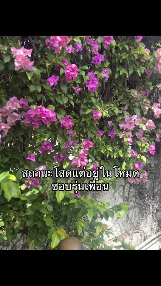 TikTok video thumbnail by b3lloo_bubu