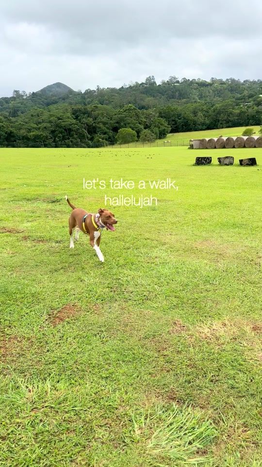 TikTok video thumbnail by amospearce