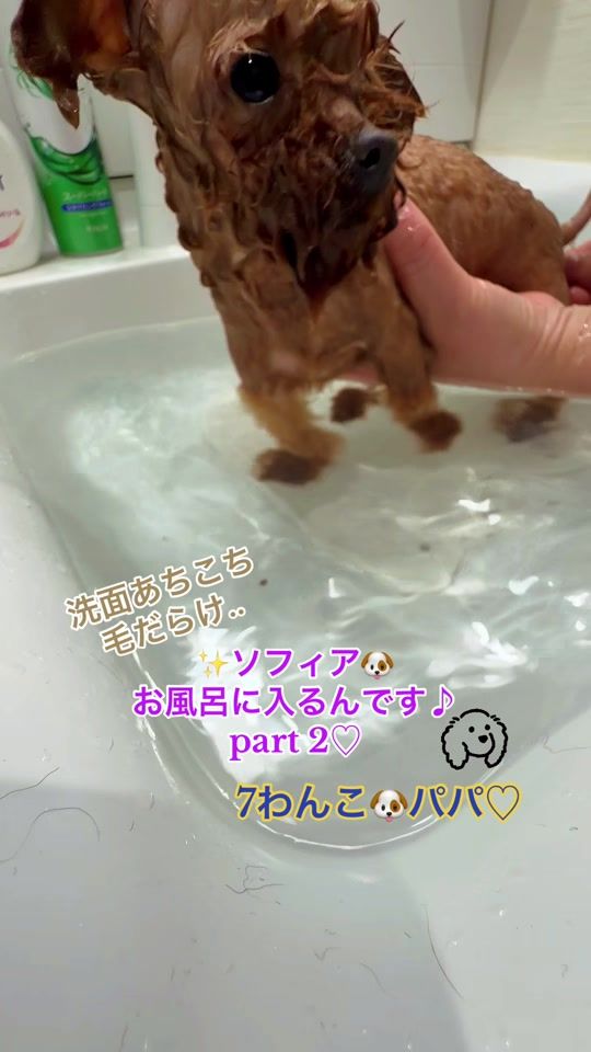 TikTok video thumbnail by masao0704