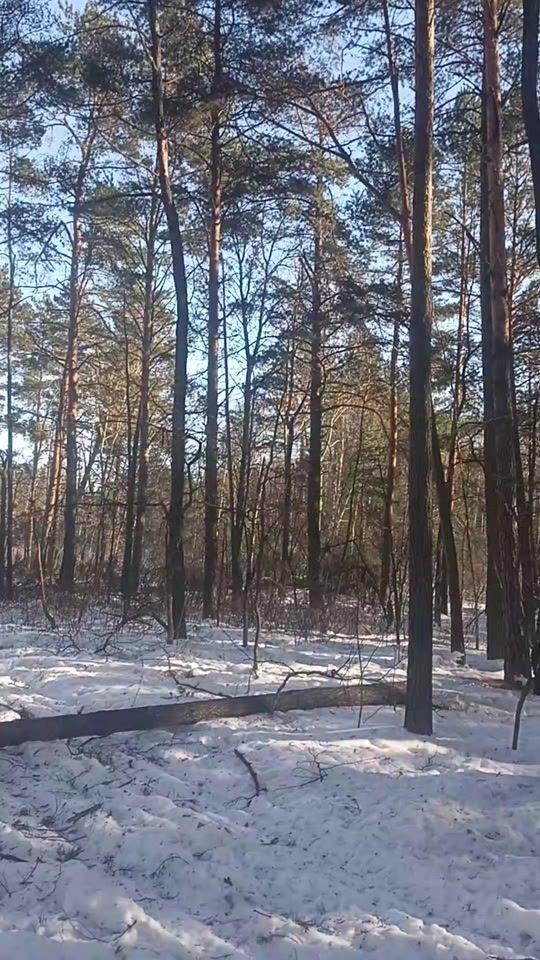 TikTok video thumbnail by _forest_time_444