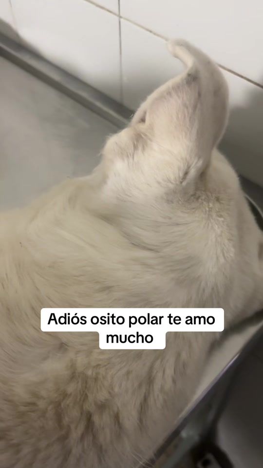 TikTok video thumbnail by vilmalacabraargentina