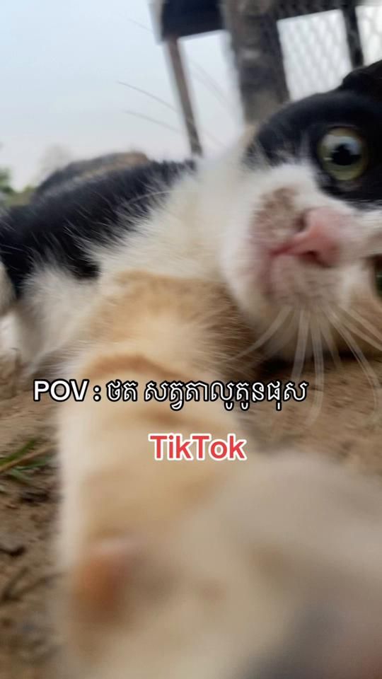 TikTok video thumbnail by my.lin79u