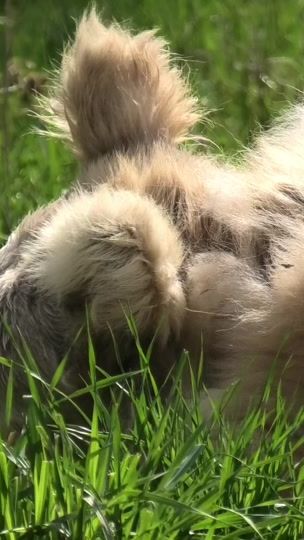 TikTok video thumbnail by whiterockbearsanctuary
