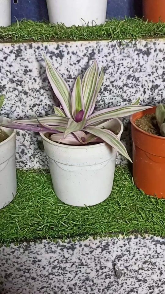 TikTok video thumbnail by smart_gardener20
