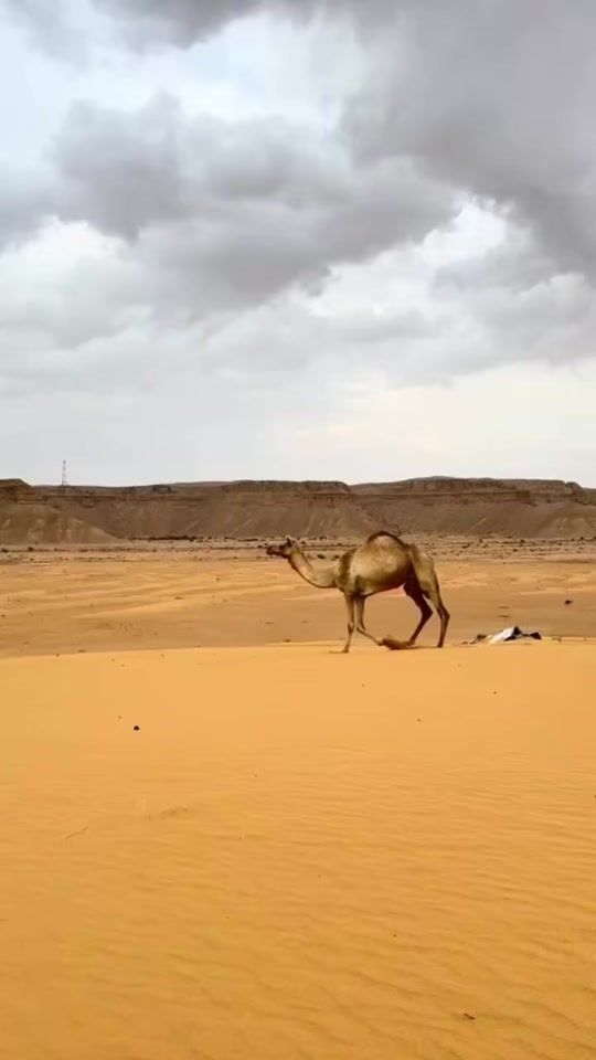 TikTok video thumbnail by vqr.8