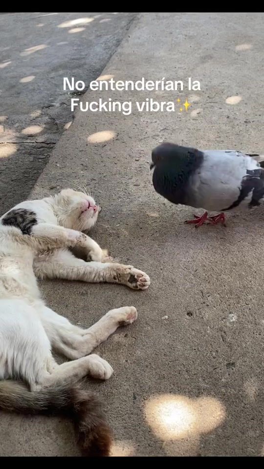TikTok video thumbnail by dogmisamigos