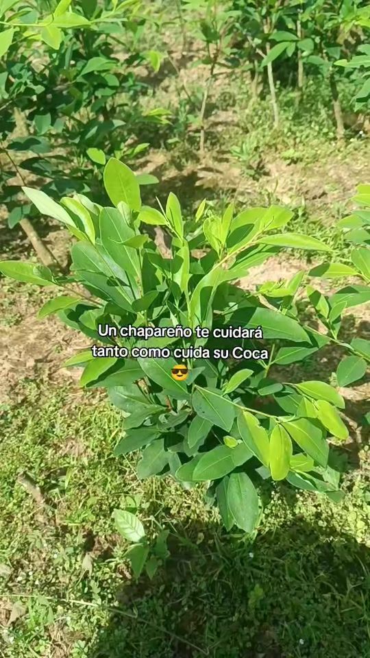 TikTok video thumbnail by albarezjhonny