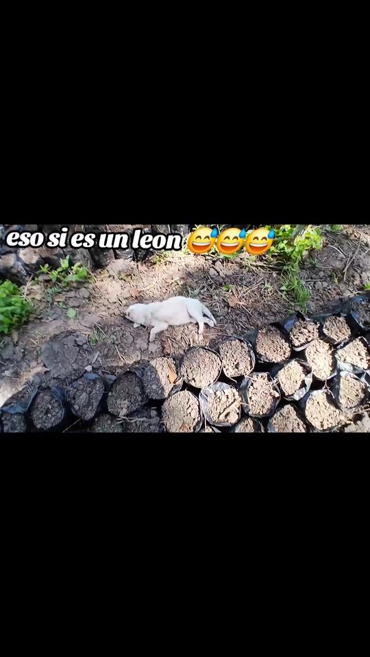 TikTok video thumbnail by mi.8684