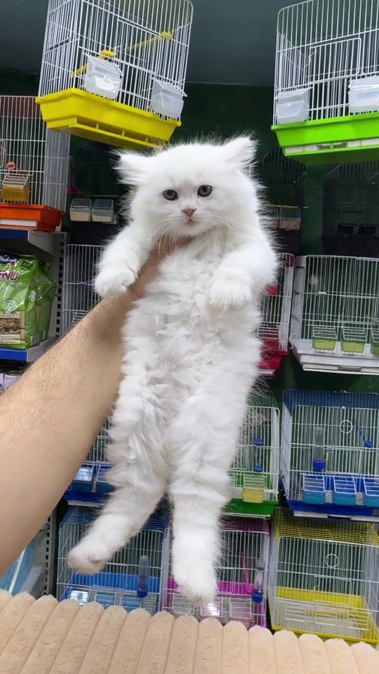 TikTok video thumbnail by adams_pet_world