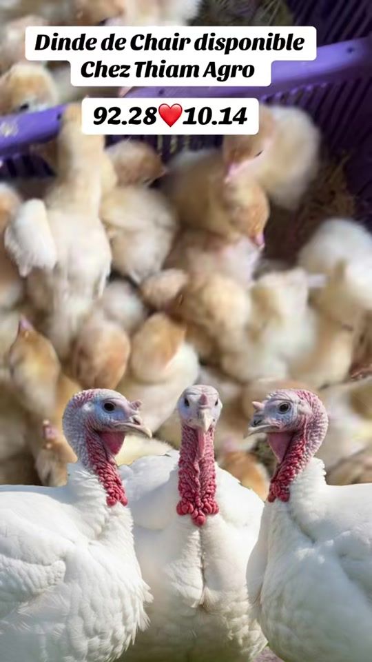 TikTok video thumbnail by thiam_agro_global