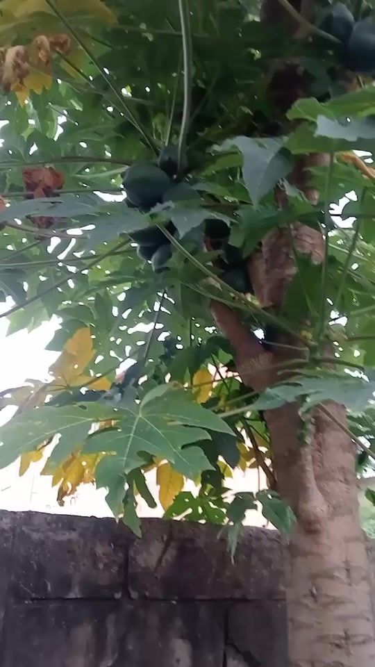 TikTok video thumbnail by farmerbrown30