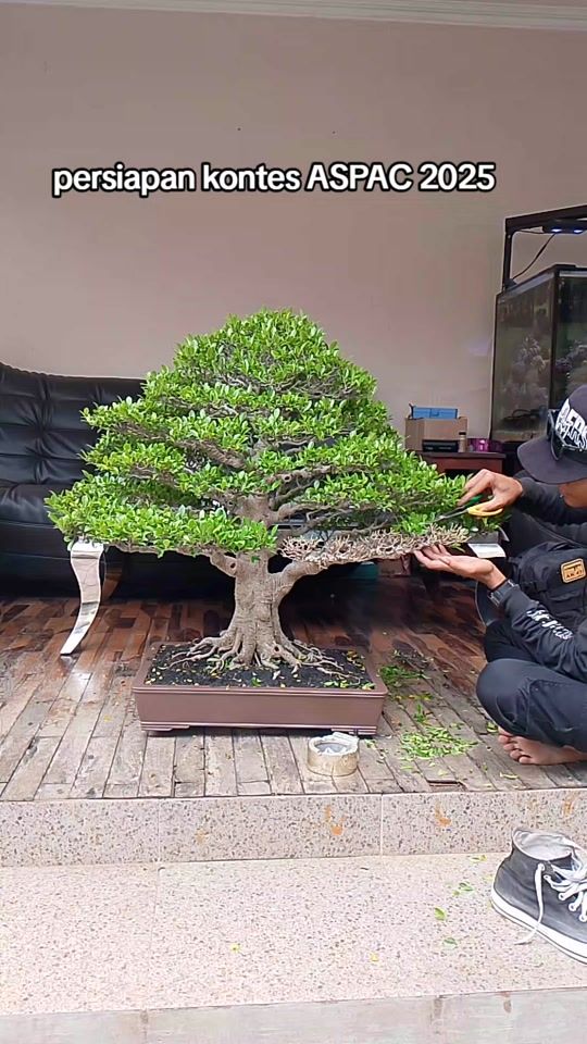 TikTok video thumbnail by saiful_bonsai_workshop