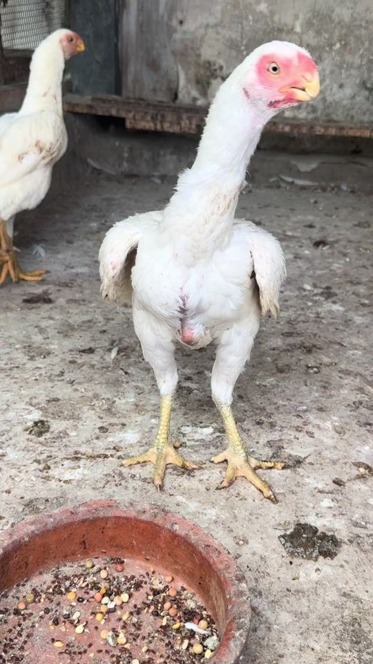 TikTok video thumbnail by wattala_parrotbeak