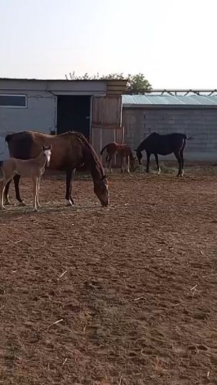 TikTok video thumbnail by patrak47