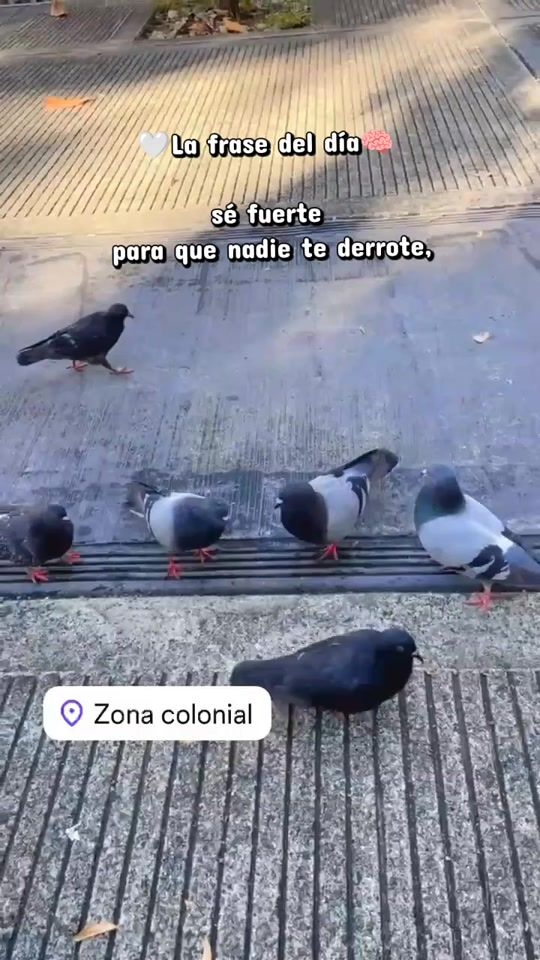 TikTok video thumbnail by pelucherd10