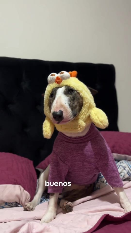 TikTok video thumbnail by mocca.bullterrier