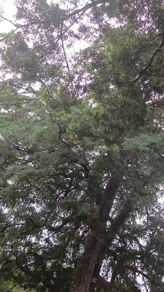 TikTok video thumbnail by mart52701