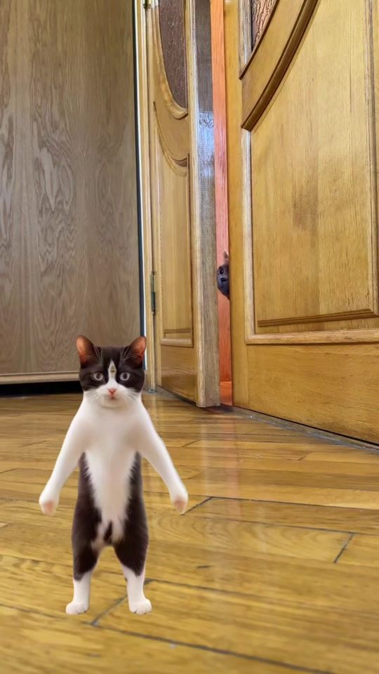 TikTok video thumbnail by syl_vester_7