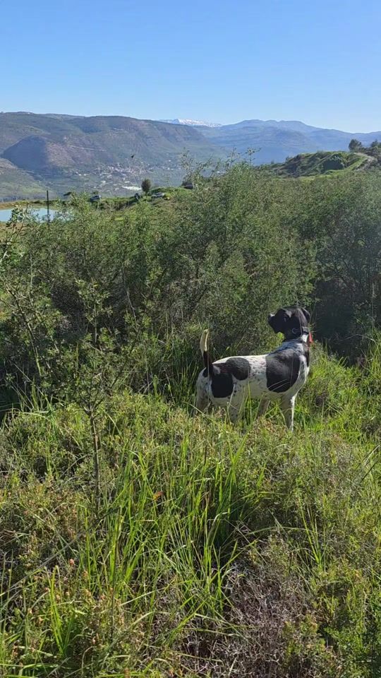 TikTok video thumbnail by delbasilisk_kennel