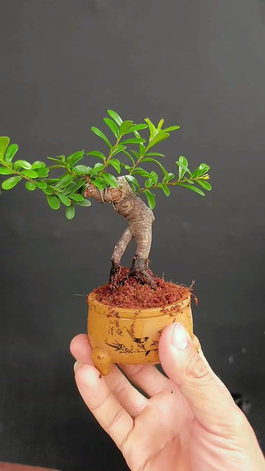 TikTok video thumbnail by bonsai.nhalam