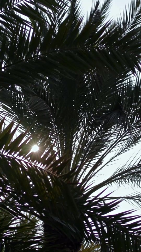 TikTok video thumbnail by rixoshotels