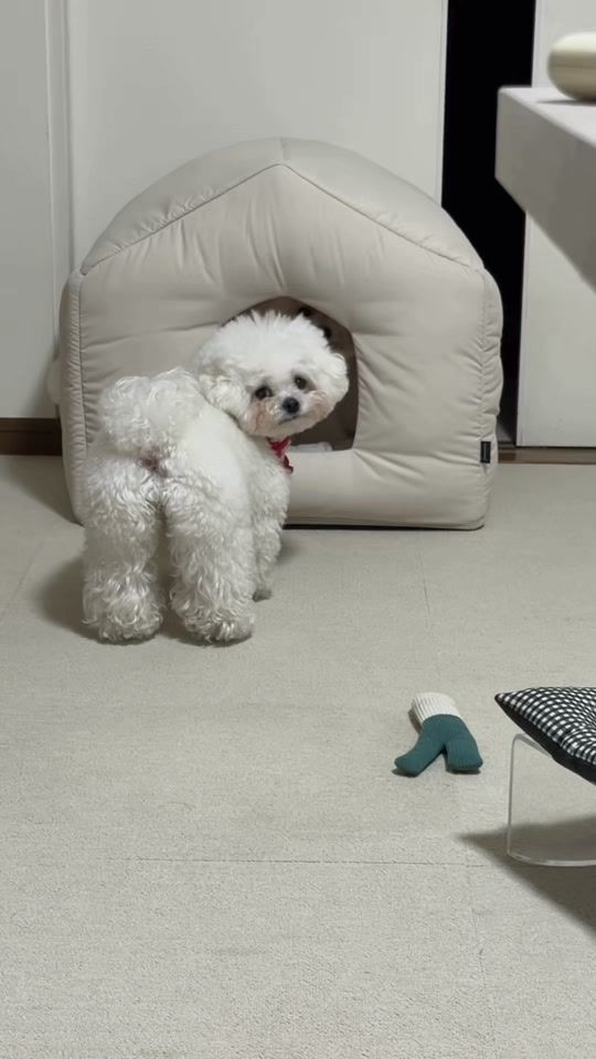TikTok video thumbnail by bichon._.may
