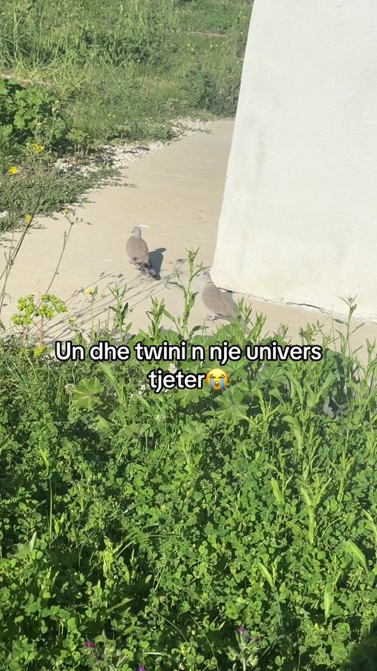 TikTok video thumbnail by justfeelsrare