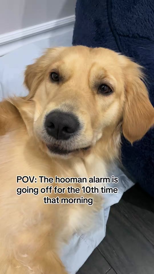 TikTok video thumbnail by rayathegoldo