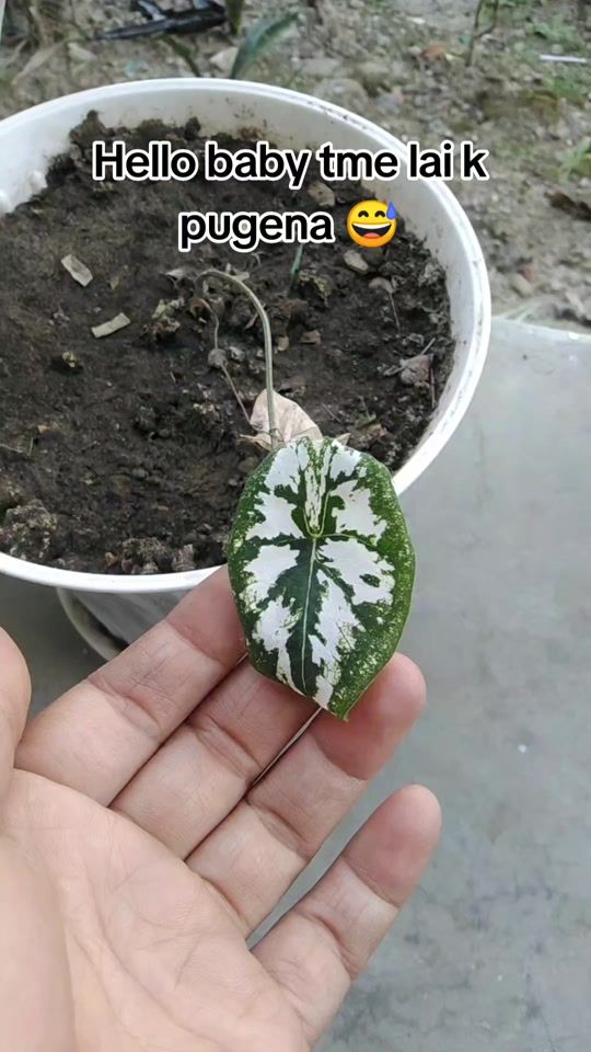 TikTok video thumbnail by usermamatakhadka
