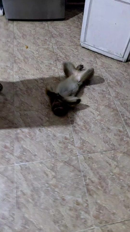 TikTok video thumbnail by reinesafya