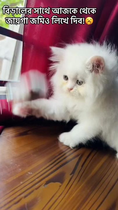 TikTok video thumbnail by dampur_bou
