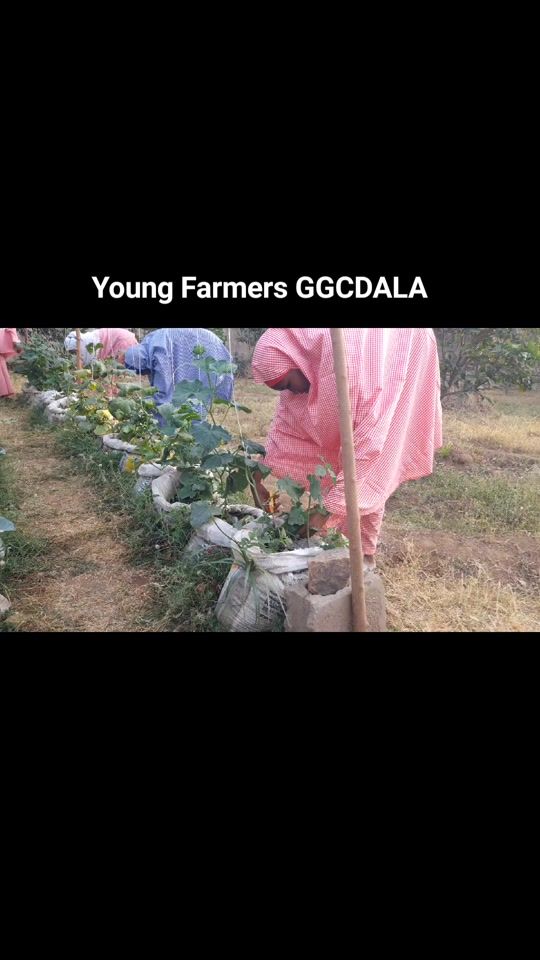 TikTok video thumbnail by ggcdala_tv