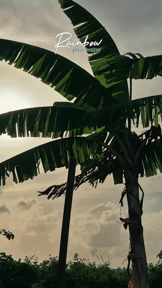TikTok video thumbnail by ramcharan_amisha