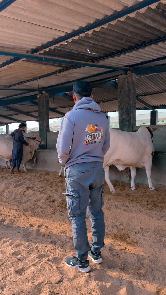 TikTok video thumbnail by cattle_expert