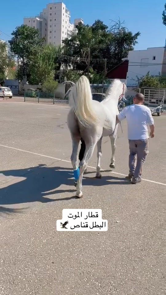 TikTok video thumbnail by alabedstables