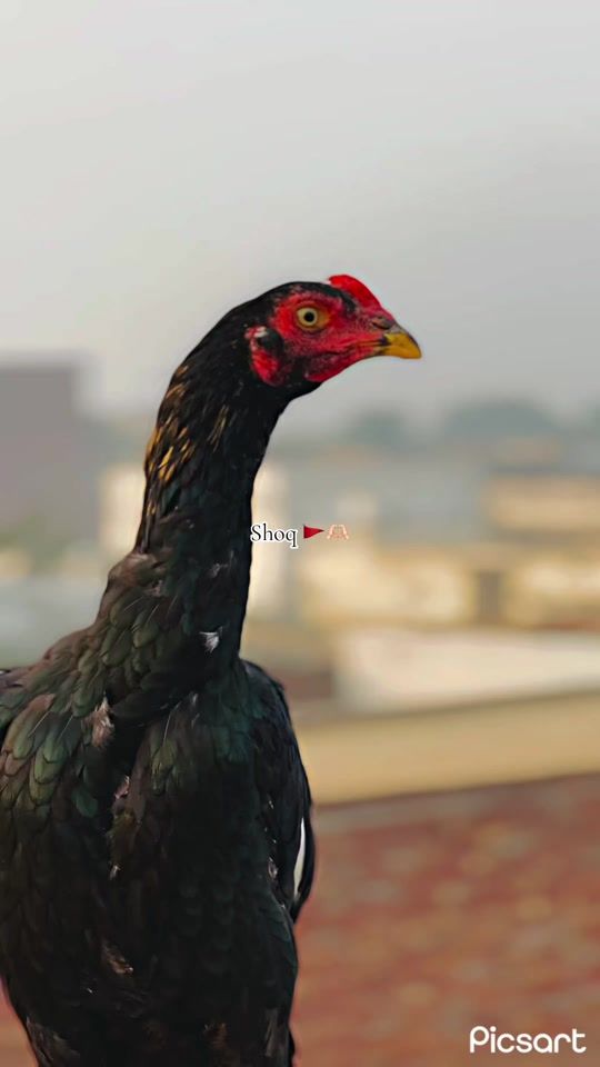TikTok video thumbnail by asellfigter
